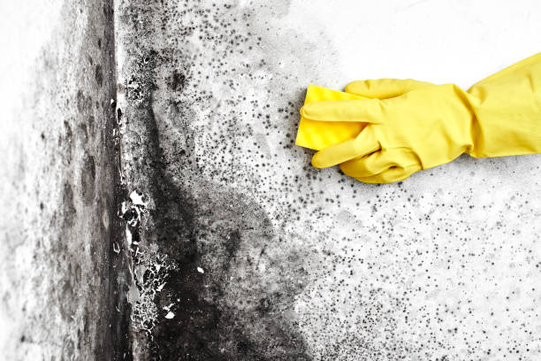 Best Certified Mold Removal  in Holly, MI
