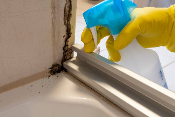 Best Fast Mold Removal  in Holly, MI