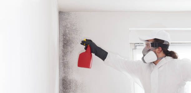 Best Mold Damage Repair  in Holly, MI