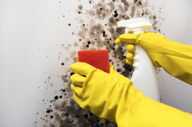 Best Professional Mold Removal  in Holly, MI