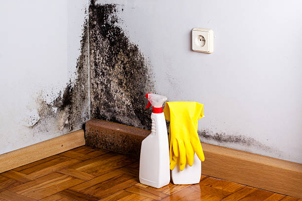 Reliable Holly, MI Mold Removal Solutions