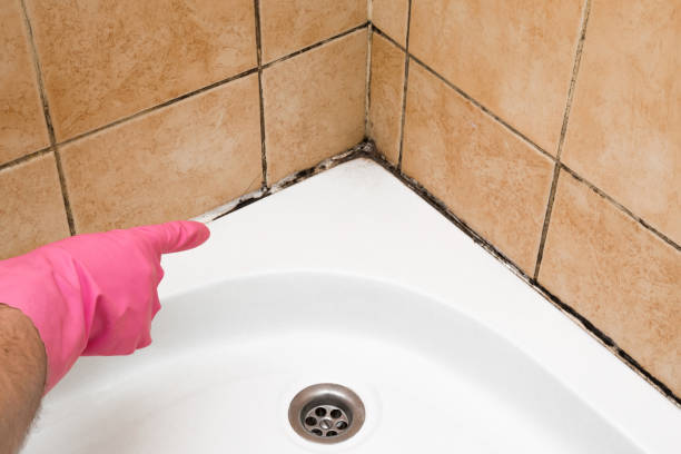 Home Mold Removal in Holly, MI